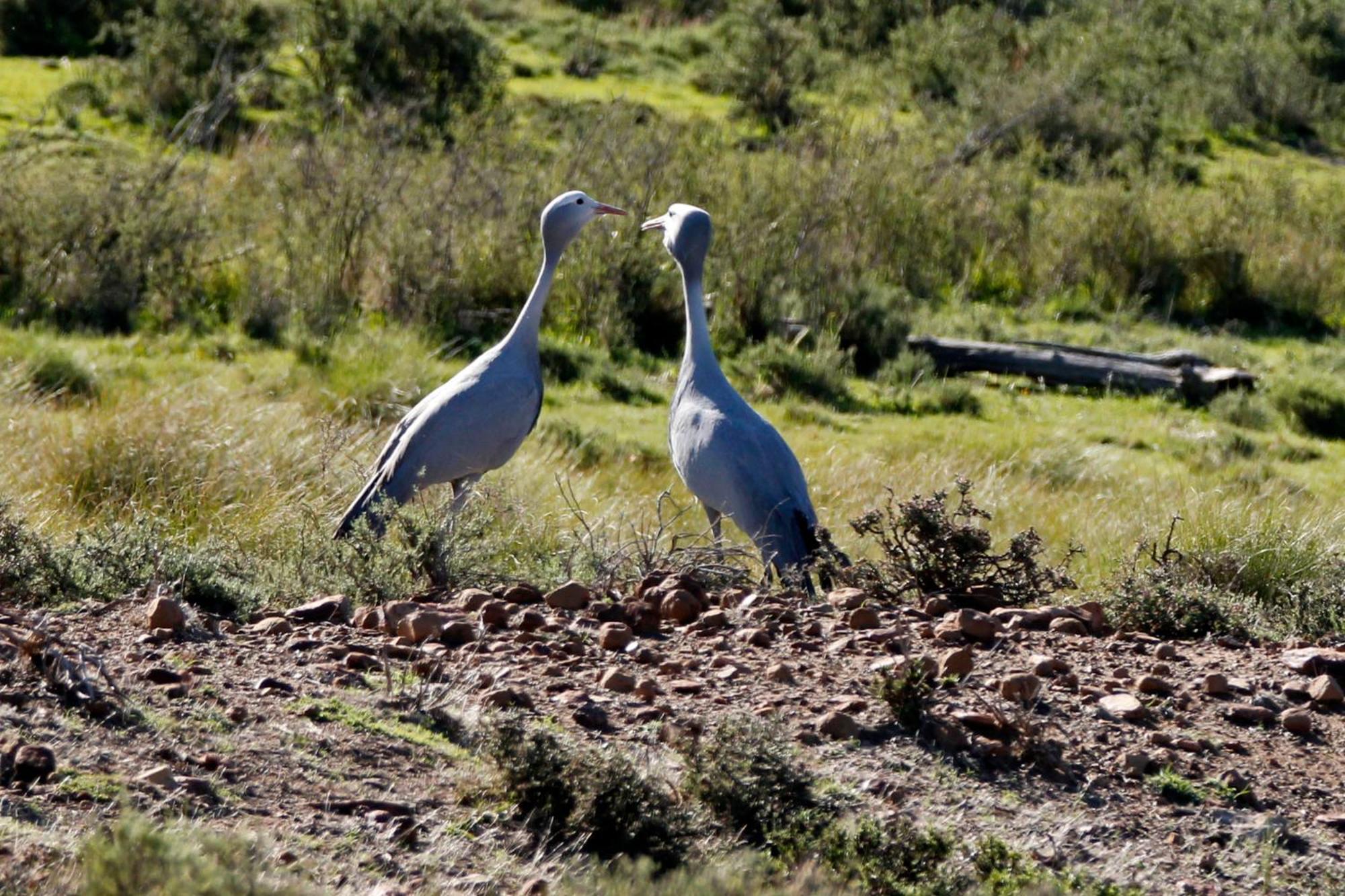 Sneeuberg Nature Reserve *