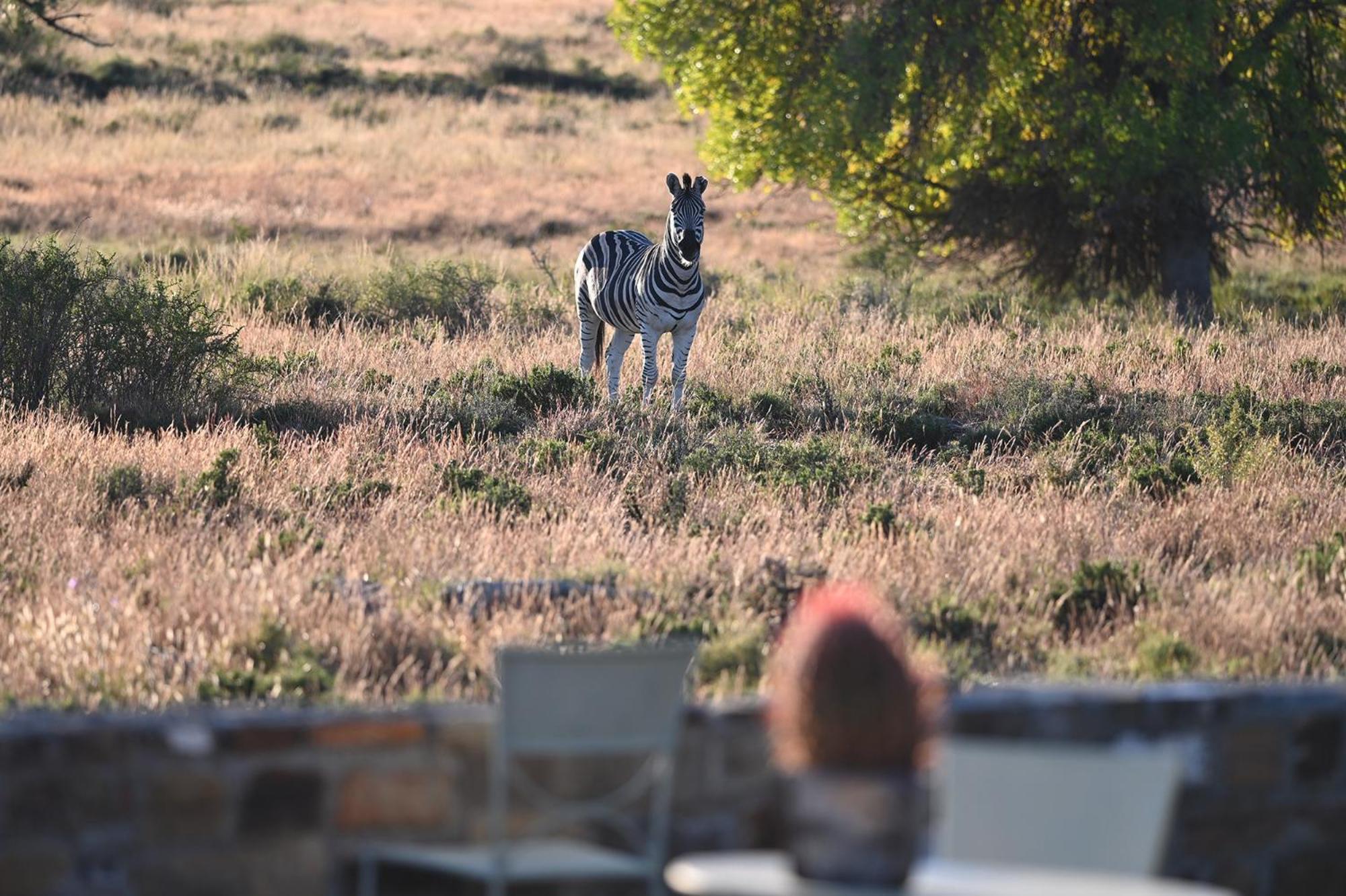 Sneeuberg Nature Reserve Lodge