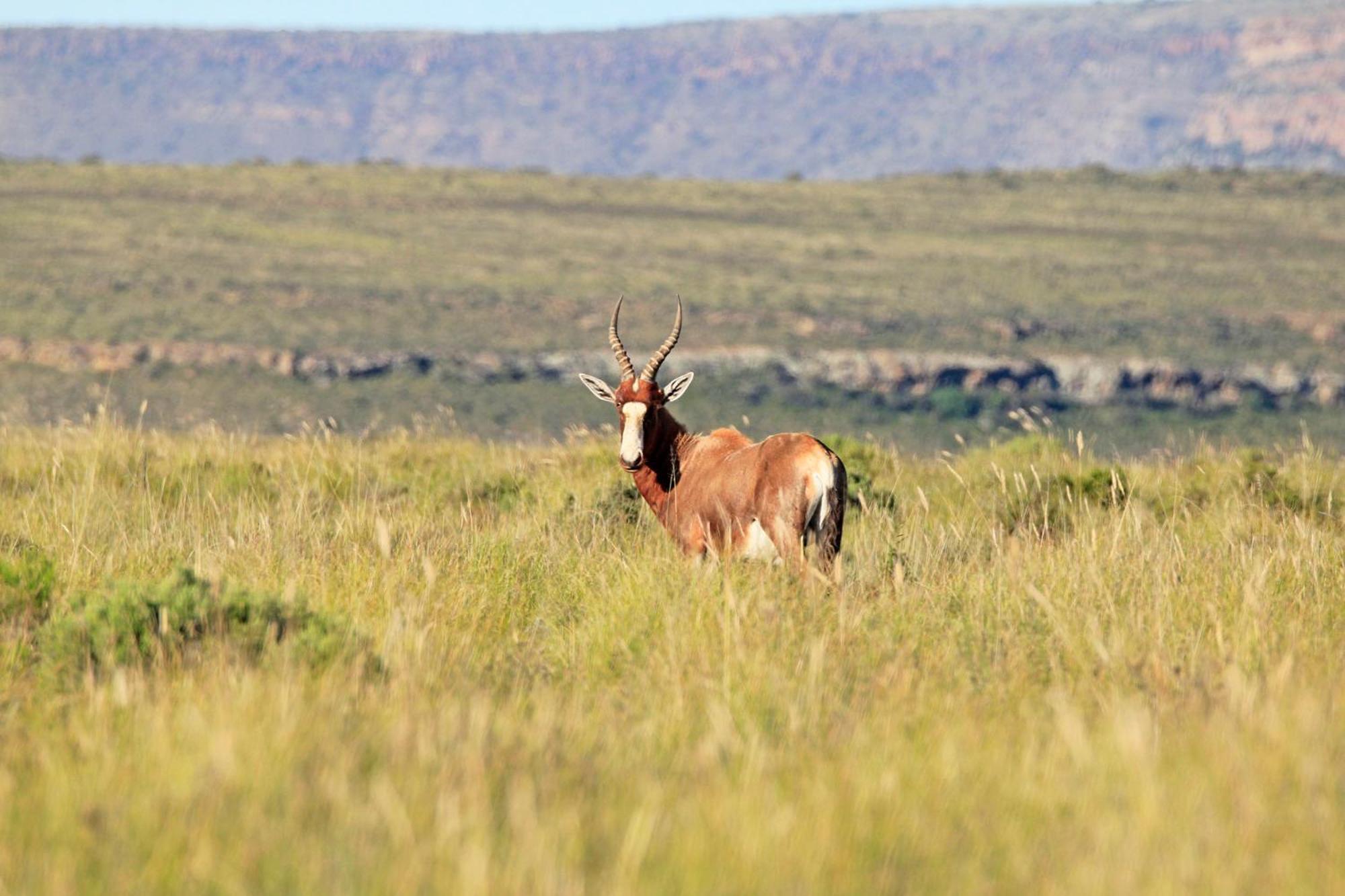 Sneeuberg Nature Reserve Nieu-Bethesda